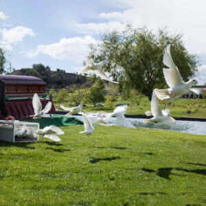 Dove Release